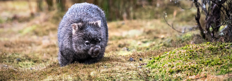 Wombat Warning